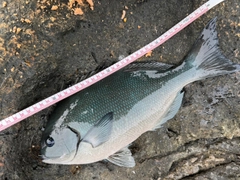 オナガグレの釣果
