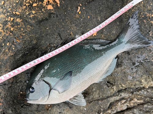 オナガグレの釣果