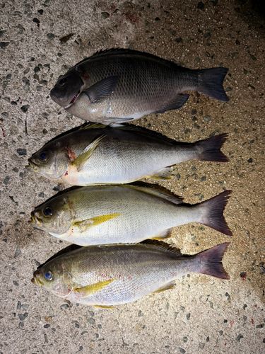 イサキの釣果