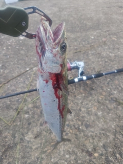 サゴシの釣果