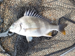 キビレの釣果