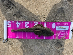 マゴチの釣果