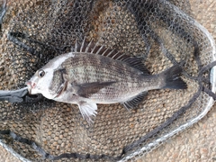 キビレの釣果