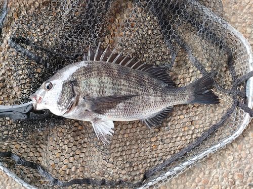 キビレの釣果