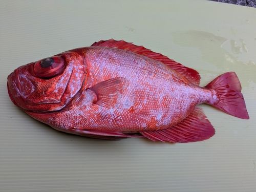 キントキダイの釣果