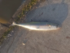 サゴシの釣果