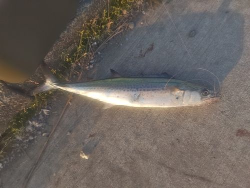 サゴシの釣果