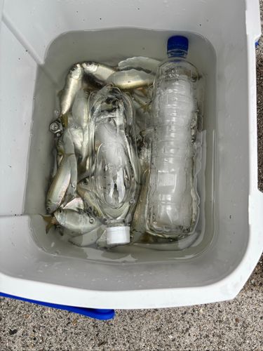 サッパの釣果