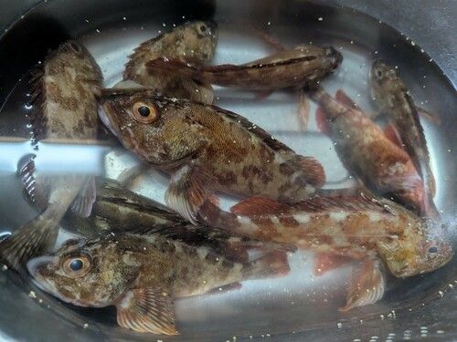 アラカブの釣果
