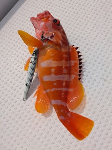 アカハタの釣果