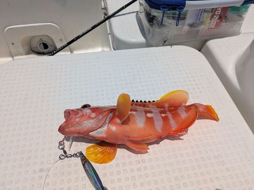 アカハタの釣果