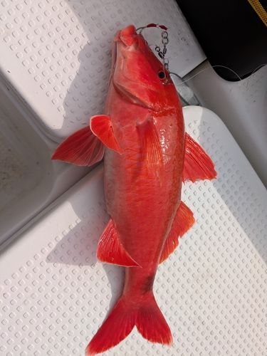 オジサンの釣果