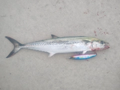 サゴシの釣果