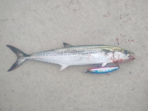 サゴシの釣果