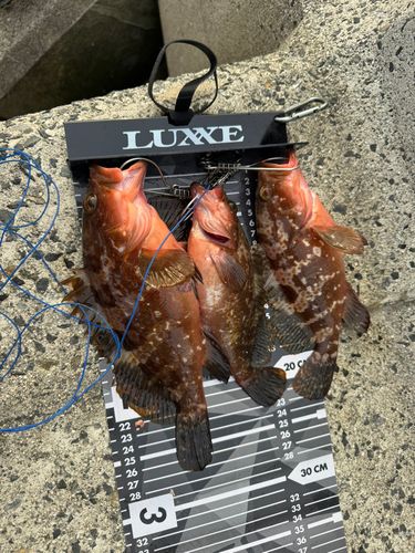 アコウの釣果