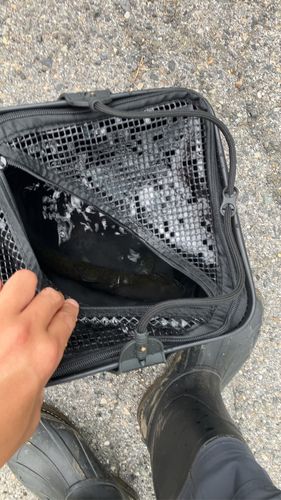 ブラウントラウトの釣果