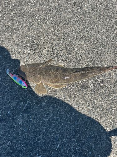マゴチの釣果