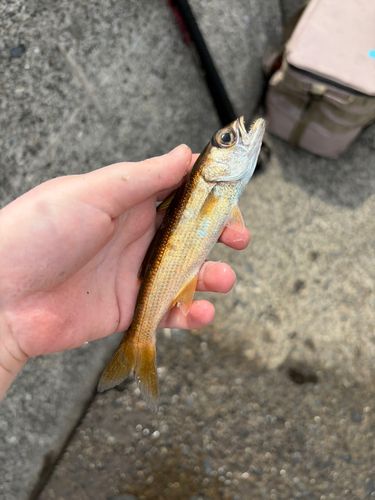 クロムツの釣果