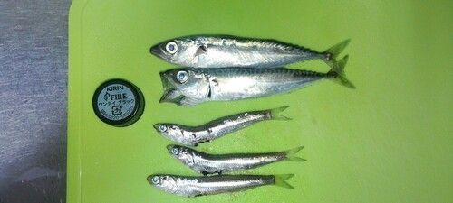 カタクチイワシの釣果