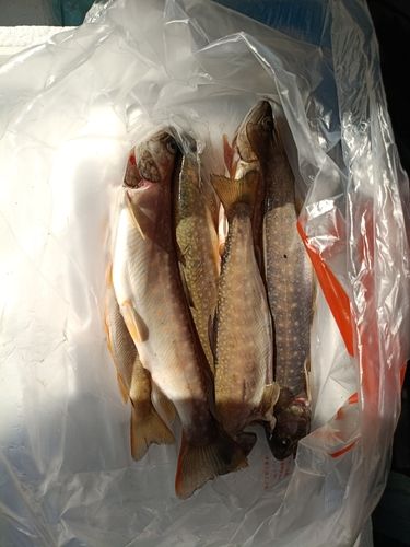 イワナの釣果