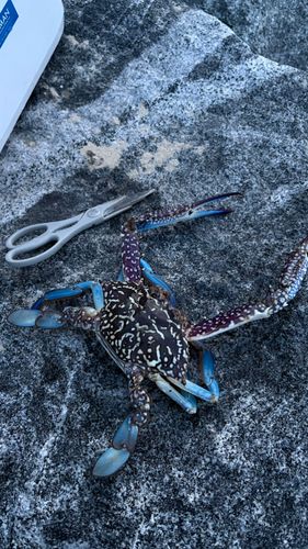 ワタリガニの釣果
