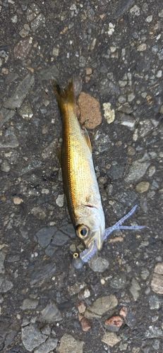 ムツの釣果