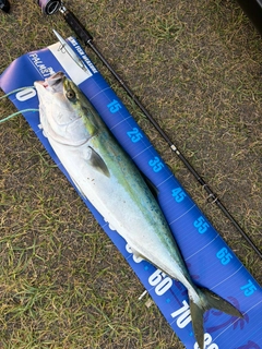 ブリの釣果