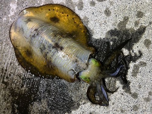 アオリイカの釣果