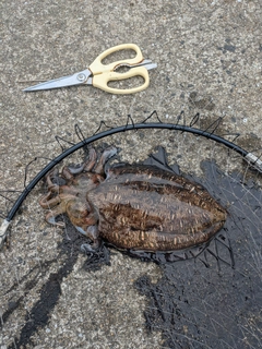 コウイカの釣果