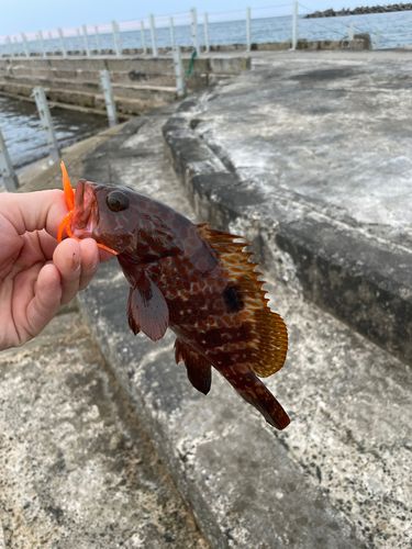 キジハタの釣果