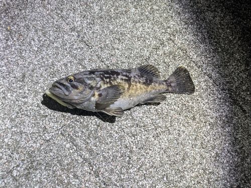 クロソイの釣果