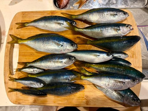 タカベの釣果
