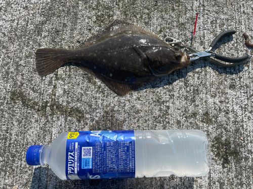 カレイの釣果
