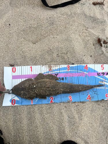 マゴチの釣果