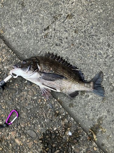 クロダイの釣果