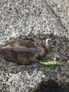 コウイカの釣果