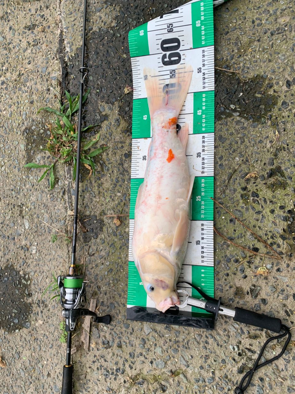 SHIMANO 21スコーピオン DC 150HG RIGHTの最安値・インプレ・釣果