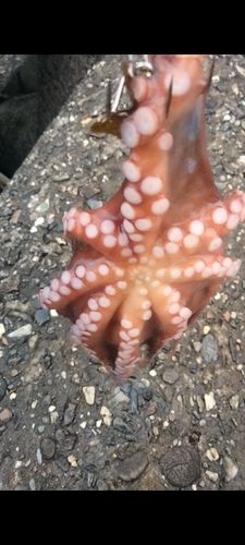 タコの釣果