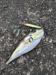 シロサバフグの釣果