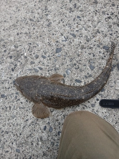 マゴチの釣果
