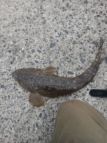 マゴチの釣果