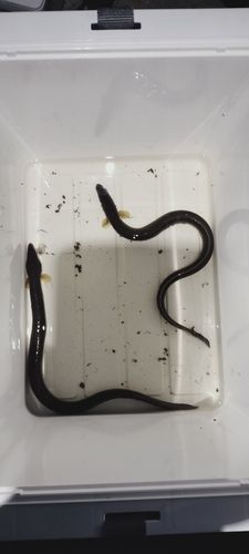 ウナギの釣果