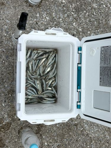 カタクチイワシの釣果