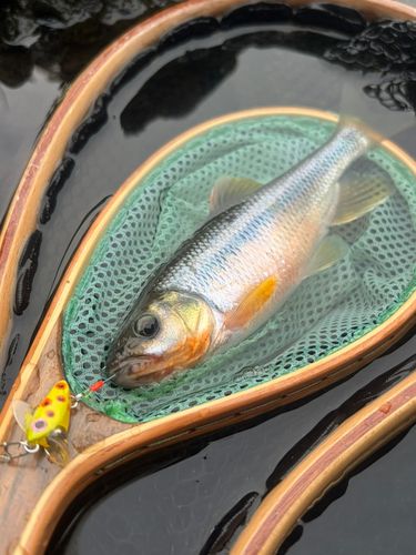 カワムツの釣果
