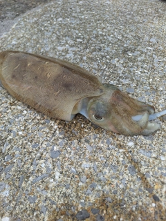 モンゴウイカの釣果
