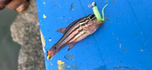オオスジイシモチの釣果