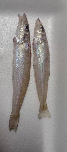 キスの釣果