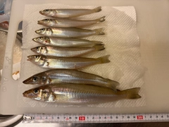 シロギスの釣果