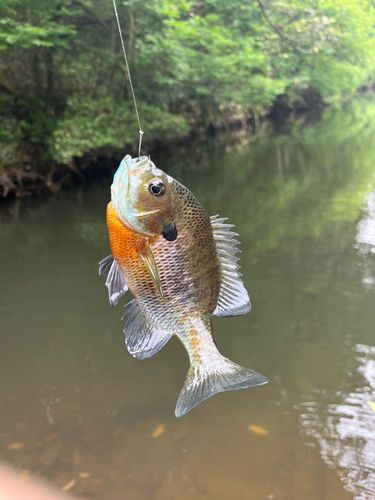 ブルーギルの釣果