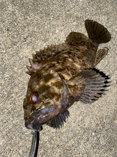 釣果